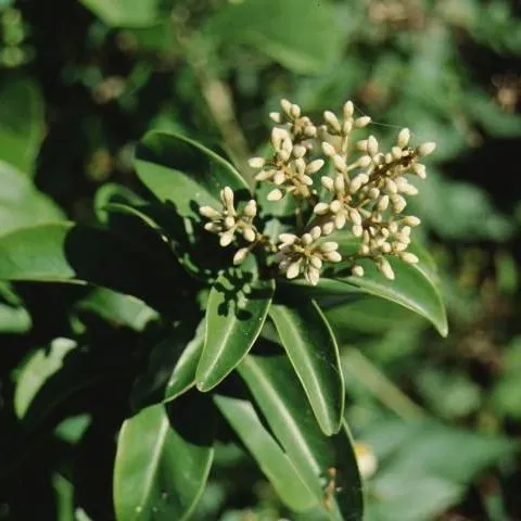 thumbnail for publication: Ardisia escallonioides Marlberry